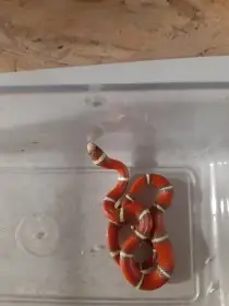 Prodám mláďata korálovky sedlatá ( L.T.Nelsoni)