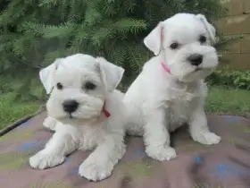 Knírač malý bílý - štěňátka s PP