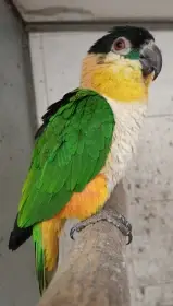 Amazonek černotemenný