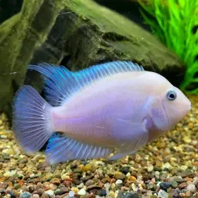 Kančík příčnopruhý Platinum - kříženec  Platinum Parrot