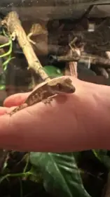 Mládě pagekona řasnatého