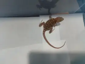 Leguánek obojkový (Crotaphytus collaris)