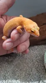 Nabízím mladou samičku