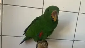 Ručně dokrmený Eklektus