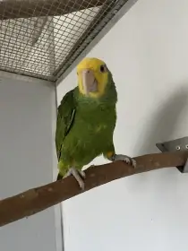 Amazoňan Oratrix 0.1