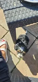 Fenečka biewer teriér s PP