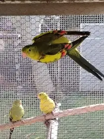 Prodám Papouška horského