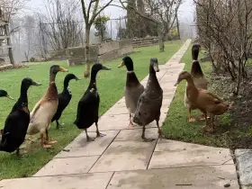 Násadová vejce indický běžec