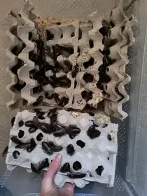 Šváb argentinský (Blaptica Dubia) celý chov