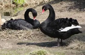 Labuť černá