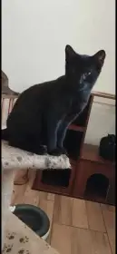 Burzion- milý kocourek k adopci