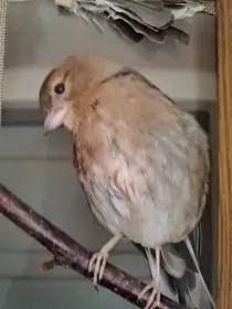 Daruji samičku pěnkavy