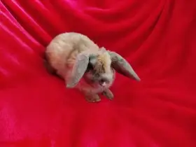 Nabízím zakrslé králíčky- beránky rex