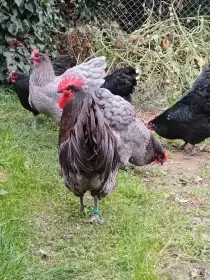 Rodičovské hejno Australek