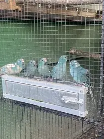 Kakariki rudočelý 1,0 modrý nebo modrá straka