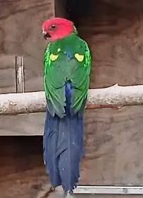 Papoušek karminový straka