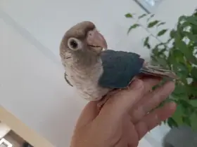 Ručně dokrmená mláďata pyrury zelenolícího