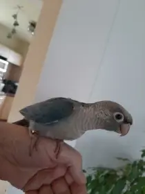 Ručně dokrmená mláďata pyrury zelenolícího