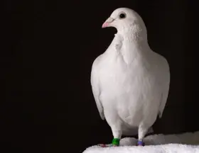 Výměna holuba kalifornského