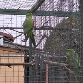 Papoušek červenokřídlý