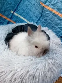 Zakrslý králíček teddy J1