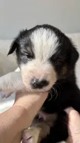 Boromir Australaland