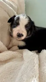 Boromir Australaland