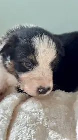 Boromir Australaland