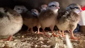 Prodám kuřata Vlaška koroptví