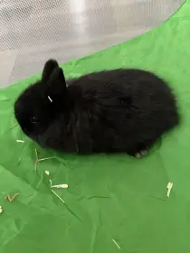 Prodám zakrslého kralicka