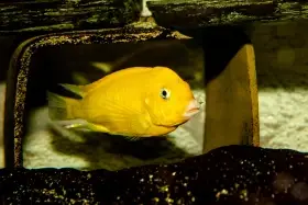 Tropheus sp. black Kiriza Gold