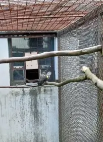 Papoušek hnědý 0,1