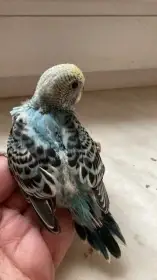 Andulky na ochočení