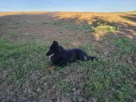 Chodský pes s farmářskou zkušeností