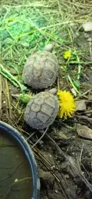 Prodám 7 měsíční mláďata Testudo Hermanni
