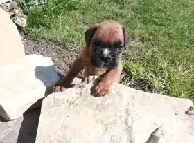 Štěně boxera hledá nový domov