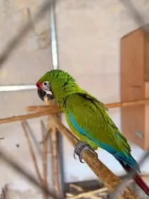 Prodám aru vojenského