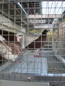 Prodám loňské BR a Kelebeky  malý box pro rejdiče