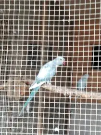 Prodám samce a samice