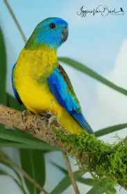 Koupim 0.1 holoubek diamantovy/ 0.1 neofema tyrkysova