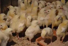 Brojlerová kuřata Ross