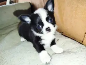 Čivava - miniaturní pejsek