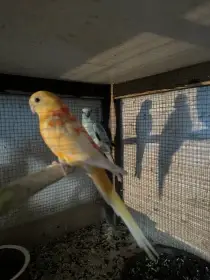 Papoušek zpěvavý, kakarik čč