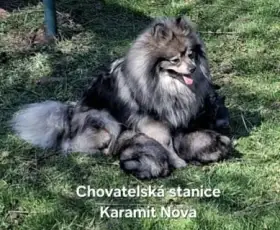 Německý špic střední štěňátka s PP FCI