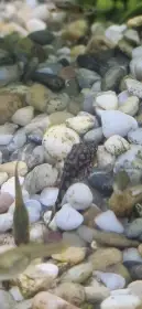 Ancistrus Rio Paraguay