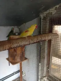 Alexandr velký mutace