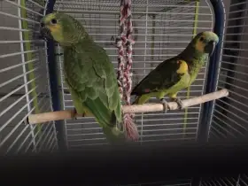 Amazoňan modročelý - pár