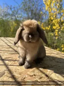 Zakrslý beránek Minilop