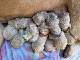 Štěňata Výmarský ohař