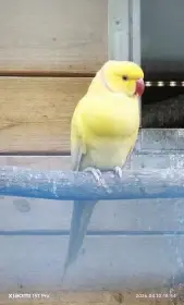 Alexandr malý lutino